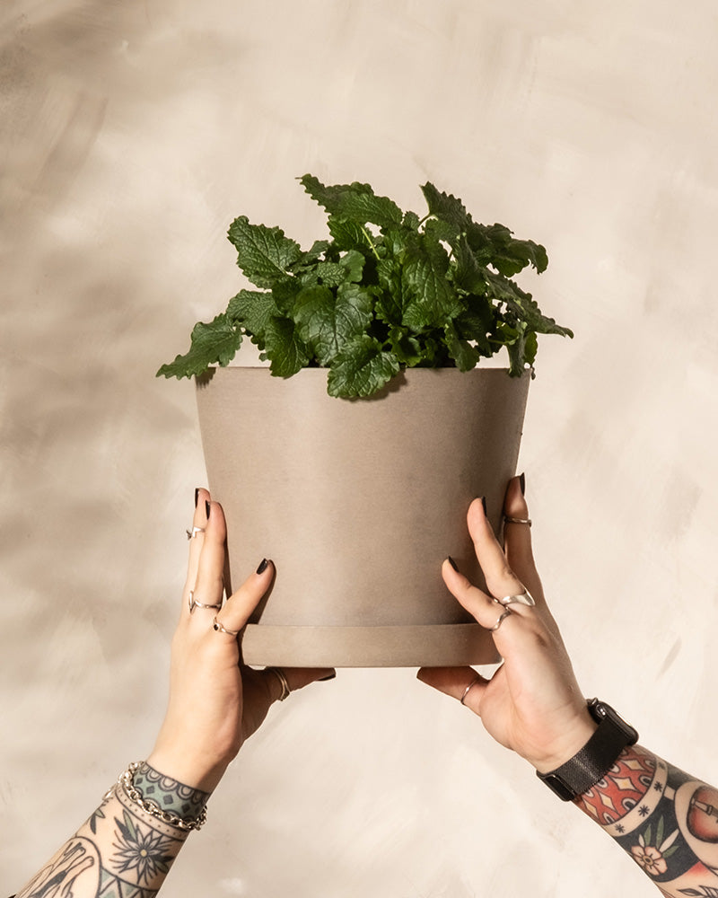 Zitronenmelisse in einem von Händen gehaltenen Topf