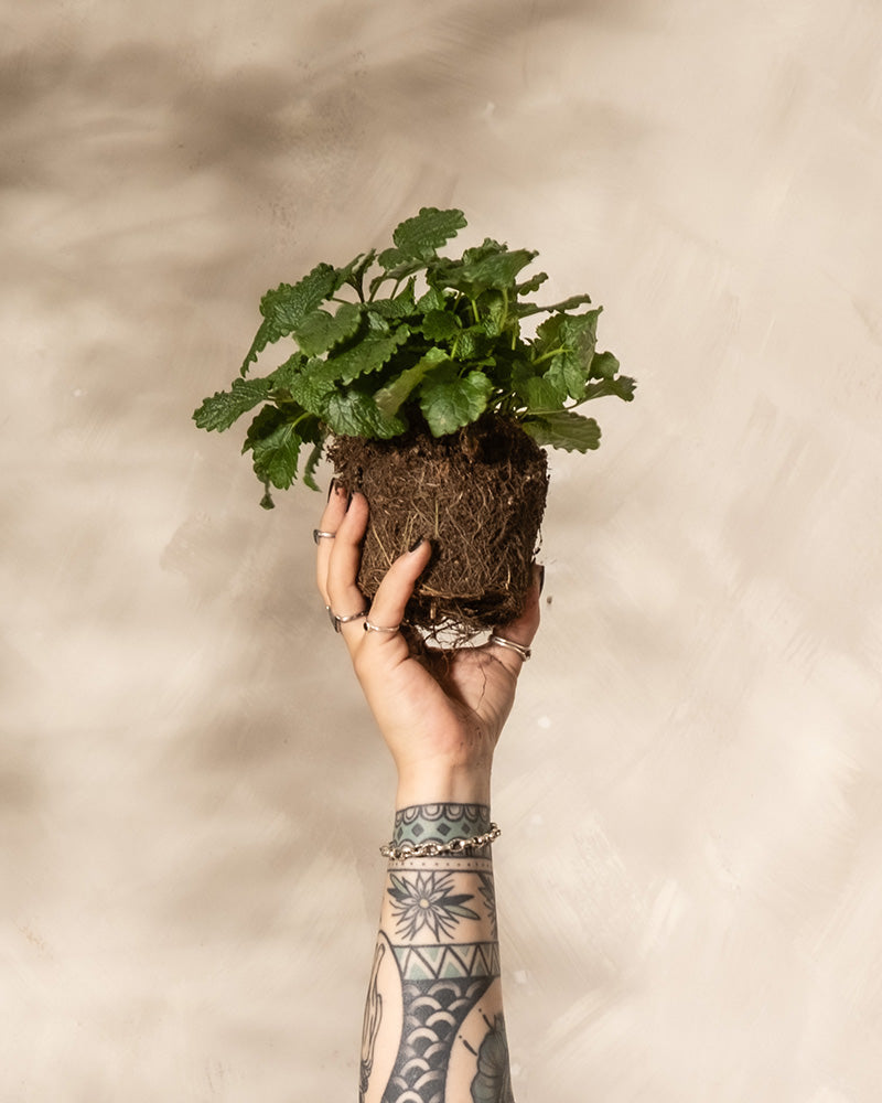 Zitronenmelisse ohne Topf in der Hand