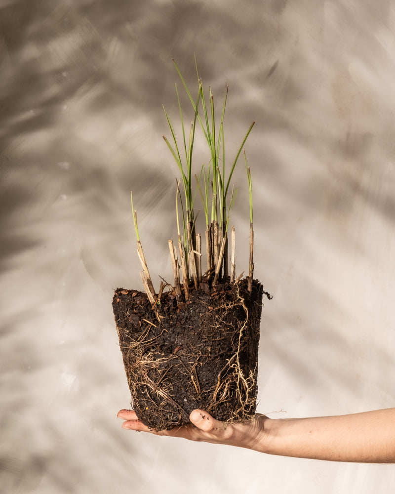 Eine Hand zeigt einen Miscanthus sinensis „Strictus“ mit seinen grünen Trieben und freiliegenden, an der Erde haftenden Wurzeln vor einem sanft beleuchteten, neutralen Hintergrund.