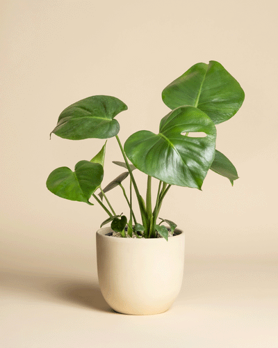 Die Monstera - feey besticht durch ihre glänzend grünen Blätter in einem cremefarbenen Keramiktopf vor einem schlichten beigen Hintergrund.