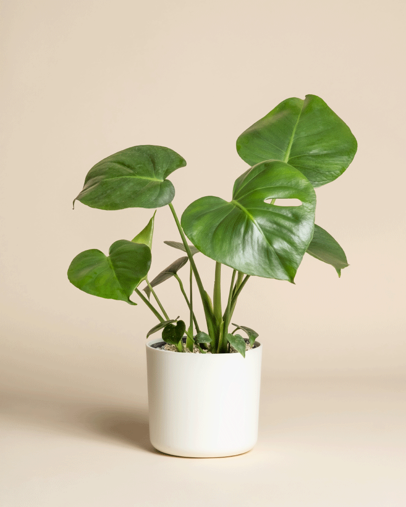 Eine Monstera - Feenpflanze mit großen, glänzend grünen Blättern sitzt in einem einfachen weißen Topf vor einem neutralen beigen Hintergrund.