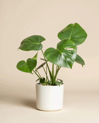 Eine Monstera - Feenpflanze mit großen, glänzend grünen Blättern sitzt in einem einfachen weißen Topf vor einem neutralen beigen Hintergrund.