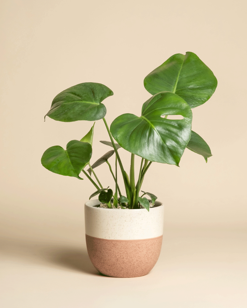 Eine Monstera - Fee mit üppigen, glänzenden Blättern in einem weiß-braunen Keramiktopf steht vor einem neutralen beigen Hintergrund - eine elegante Wahl für Liebhaber von Zimmerpflanzen.