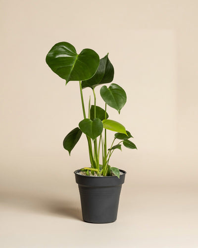 Eine Monstera - Fee mit großen, glänzend grünen Blättern sitzt in einem schwarzen Plastiktopf vor einem beigen Hintergrund - eine ideale Zimmerpflanze für jedes Zuhause.