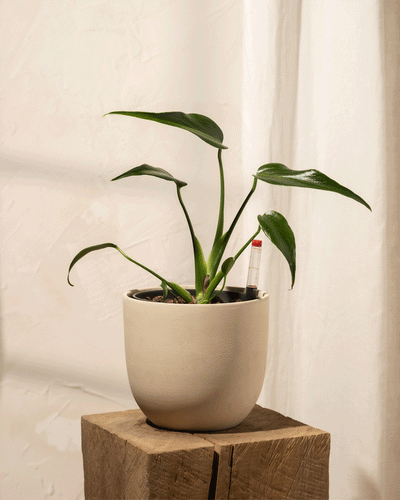 Eine Pflanze aus der Hydro • Monstera Burle Marx Flame-Kollektion mit einer leuchtend grünen Farbe und langen, schlanken Blättern wird in einem beigen Topf auf einem Holzblock vor einem weichen, hellen Hintergrund präsentiert. Sie verfügt über ein kleines Messgerät zur Überwachung der Bodenfeuchtigkeit, ideal, um ihr üppiges Aussehen durch Hydrokulturpflege zu erhalten.