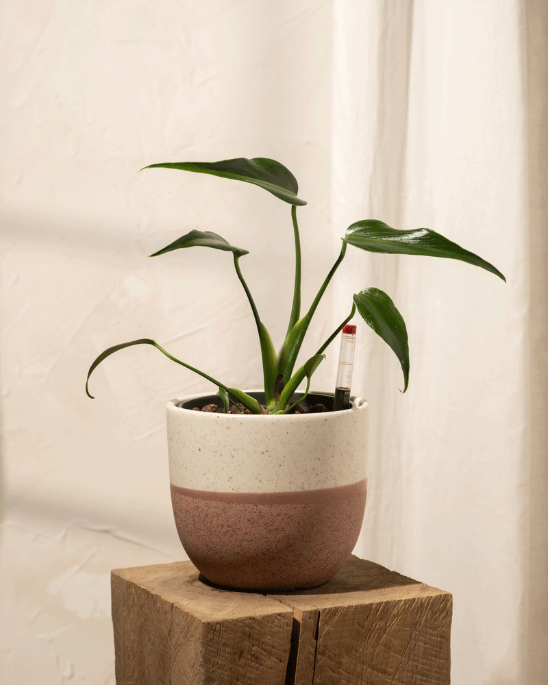 Eine Hydro • Monstera Burle Marx Flame mit ihren breiten grünen Blättern ruht auf einem Holzblock. Sie steht in einem zweifarbigen Topf, der mit einem Bodenfeuchtigkeitsmesser ausgestattet ist, und gedeiht in Hydrokultur. Im Hintergrund strömt sanftes Sonnenlicht durch einen Lichtvorhang.