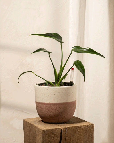 Eine Hydro • Monstera Burle Marx Flame mit ihren breiten grünen Blättern ruht auf einem Holzblock. Sie steht in einem zweifarbigen Topf, der mit einem Bodenfeuchtigkeitsmesser ausgestattet ist, und gedeiht in Hydrokultur. Im Hintergrund strömt sanftes Sonnenlicht durch einen Lichtvorhang.