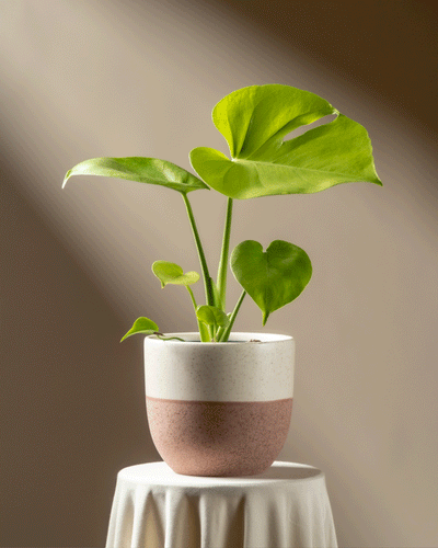 Eine getopfte Monstera 'Cheesy' - feey bringt einen Hauch von tropischer Eleganz in jeden Raum.