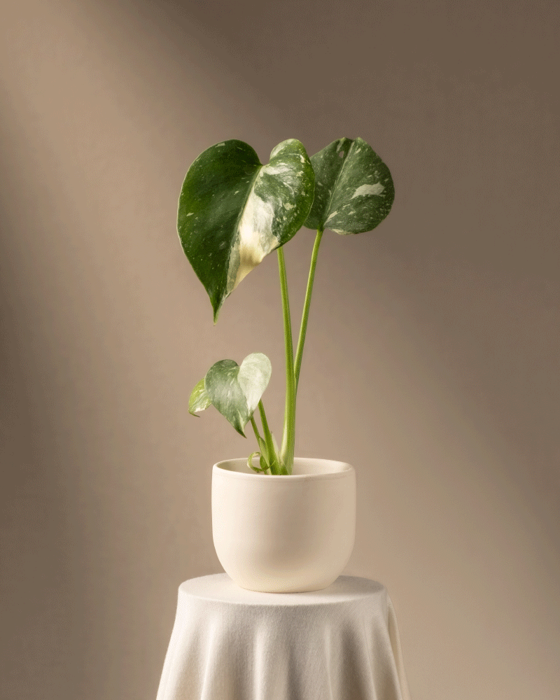 Eine Monstera deliciosa 'Thai Constellation' Babypflanze mit bunten grünen und weißen Blättern steht auf einem runden Tisch, der mit einem weißen Tuch bedeckt ist. Warme Töne beleuchten den Hintergrund sanft und betonen die einzigartige Schönheit der Pflanze.