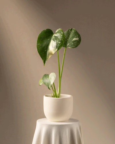 Eine Monstera deliciosa 'Thai Constellation' Babypflanze mit bunten grünen und weißen Blättern steht auf einem runden Tisch, der mit einem weißen Tuch bedeckt ist. Warme Töne beleuchten den Hintergrund sanft und betonen die einzigartige Schönheit der Pflanze.