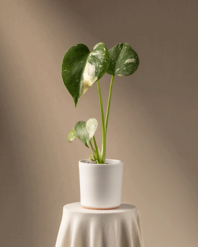 Eine Monstera deliciosa 'Thai Constellation' Babypflanze, eine seltene Pflanze, schmückt einen weißen Topf auf einem runden, mit Stoff bedeckten Tisch. Ihre großen grün-weißen Blätter heben sich vom beigen Hintergrund mit Farbverlauf ab.