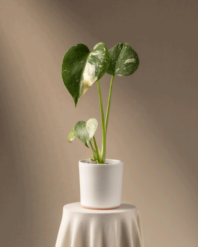Eine Monstera deliciosa 'Thai Constellation' Babypflanze, eine seltene Pflanze, schmückt einen weißen Topf auf einem runden, mit Stoff bedeckten Tisch. Ihre großen grün-weißen Blätter heben sich vom beigen Hintergrund mit Farbverlauf ab.