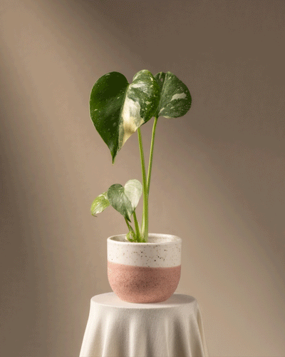Eine Monstera deliciosa 'Thai Constellation' Babypflanze mit großen bunten grünen Blättern steht auf einem mit weißem Tuch bedeckten Tisch. Der gesprenkelte Topf hat einen rosafarbenen Boden. Der sanft beleuchtete Hintergrund verleiht Wärme und hebt diese exquisite Rarität hervor.
