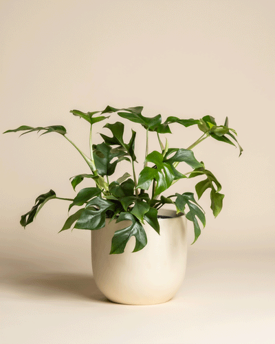 Eine Monstera minima - feey mit gespaltenen Blättern wächst in einem einfachen, hellbeigen Keramiktopf vor einem schlichten, cremefarbenen Hintergrund.