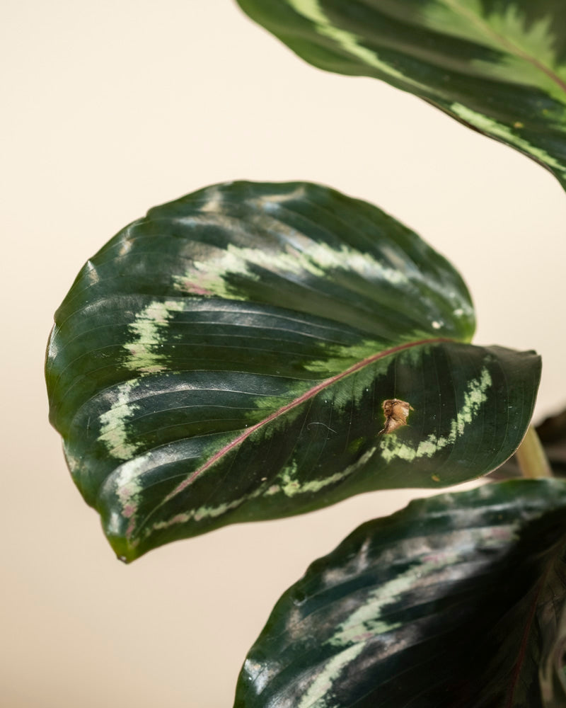 Eine Nahaufnahme eines Blattes der Kleinen Calathea Roseopicta zeigt ein dunkles Grün mit hellgrünen Mustern und einer kastanienbraunen Unterseite. Ein kleiner brauner Fleck erscheint auf dem Blatt, während der sanft verschwommene Hintergrund den Fokus auf der Pflanze hält.