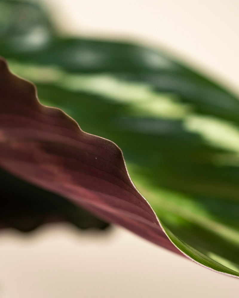 Nahaufnahme eines Blattes der Kleinen Calathea Roseopicta mit gewellten grünen Rändern und zartem Violett auf der Unterseite, mit detaillierter Textur und Farbvariation vor einem weichen, neutralen Hintergrund.