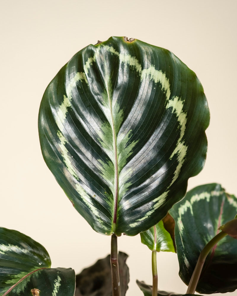 Eine Nahaufnahme eines einzelnen Blatts der Kleinen Calathea Roseopicta mit dunkelgrünen Rändern, hellgrünen Mustern und einer hellen Mittelader vor einem beigen Hintergrund - diese elegante Pflanze bringt natürlichen Charme in jeden Raum.