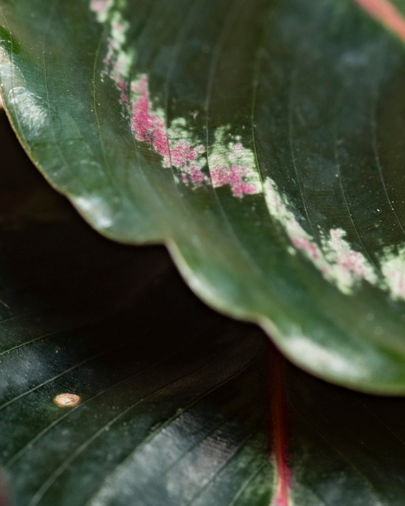 Nahaufnahme eines glänzenden Blattes der Kleinen Calathea Roseopicta mit gewellten Rändern und rosafarbenen, hellgrünen Flecken entlang der zentralen Blattrippe. Die detaillierte Textur hebt sich von einem anderen Blatt einer Zimmerpflanze im Hintergrund ab.