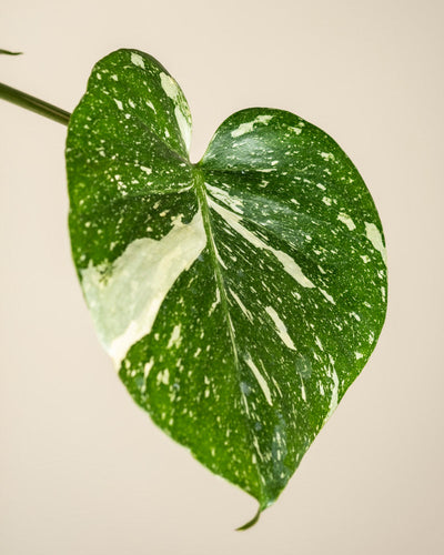 Eine Nahaufnahme eines herzförmigen Monstera 'Thai Constellation' - Blattes mit auffälliger weißer Panaschierung vor einem einfarbig beigen Hintergrund.