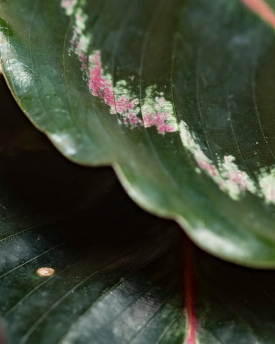 Nahaufnahme eines glänzenden Blattes der Kleinen Calathea Roseopicta mit gewellten Rändern und rosafarbenen, hellgrünen Flecken entlang der zentralen Blattrippe. Die detaillierte Textur hebt sich von einem anderen Blatt einer Zimmerpflanze im Hintergrund ab.
