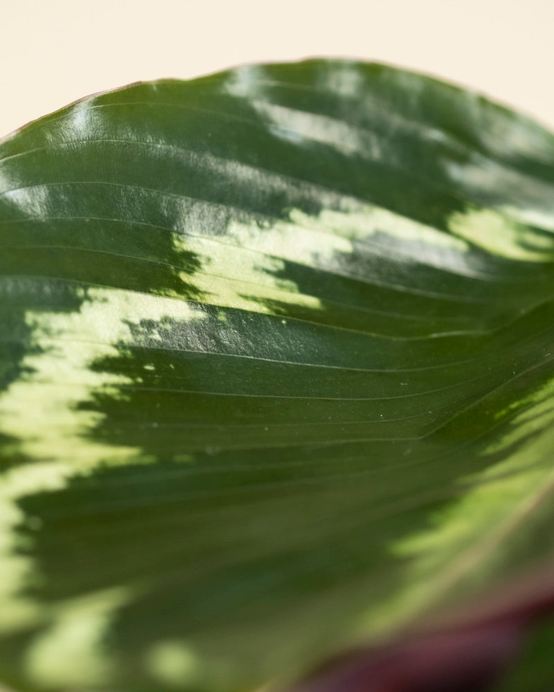 Nahaufnahme eines Blattes der Kleinen Calathea Roseopicta, die die lebhaften hell- und dunkelgrünen Muster und die ausgeprägte Textur hervorhebt - und die erstaunlichen natürlichen Details dieser beliebten Zimmerpflanze zeigt.