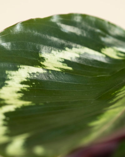 Nahaufnahme eines Blattes der Kleinen Calathea Roseopicta, die die lebhaften hell- und dunkelgrünen Muster und die ausgeprägte Textur hervorhebt - und die erstaunlichen natürlichen Details dieser beliebten Zimmerpflanze zeigt.