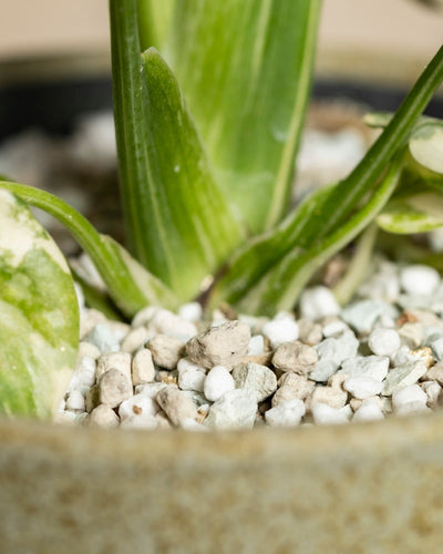 Nahaufnahme von Monstera - feey Stämmen, die aus weißer und grauer körniger Erde in einem beigen Topf wachsen. Der Rand des Topfes ist am unteren Rand dieses Bildes einer Zimmerpflanze zu sehen.