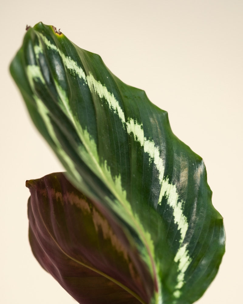 Eine Nahaufnahme eines einzelnen Blatts der Kleinen Calathea Roseopicta mit hellgrünen Zickzackmustern und gewellten Rändern vor einem einfarbig beigen Hintergrund - ein elegantes Detail einer Zimmerpflanze.