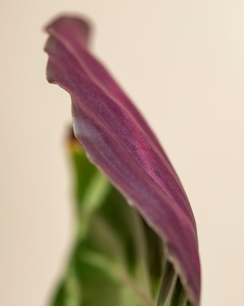 Nahaufnahme eines Blattes der Kleinen Calathea Roseopicta mit dunkelvioletter Unterseite, gewellten Rändern und grüner Oberseite mit sichtbaren Adern vor einem weichen, neutralen Hintergrund.