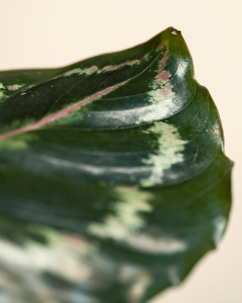Nahaufnahme eines einzelnen Blattes der Kleinen Calathea Roseopicta, das eine dunkelgrüne Farbe mit hellgrüner und rosa-weißer Panaschierung, glatten Rändern und ausgeprägten Adern vor einem einfarbig beigen Hintergrund aufweist.
