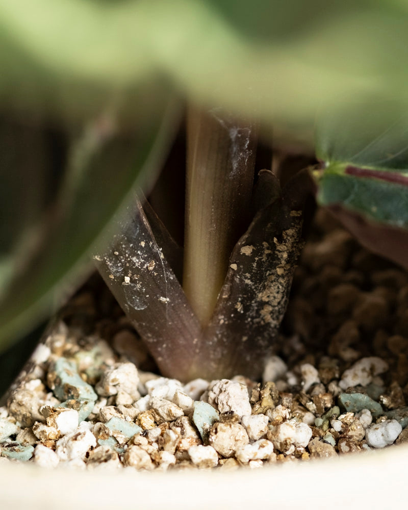 Nahaufnahme der Basis einer Kleinen Calathea Roseopicta, die in Erde mit kleinen weißen und beigen Kieselsteinen oder Perlite gesetzt wurde, wobei die grünen Blätter teilweise an den Rändern sichtbar sind.