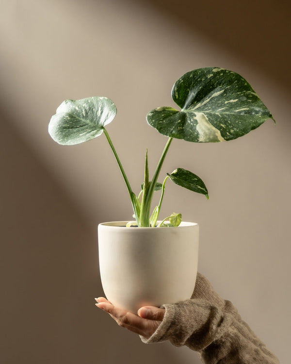 Eine Hand mit einem fingerlosen Handschuh hält einen weißen Topf mit einer Monstera 'Thai Constellation' - feey, deren breite, bunte Blätter im Sonnenlicht vor einem einfarbig beigen Hintergrund leuchten.