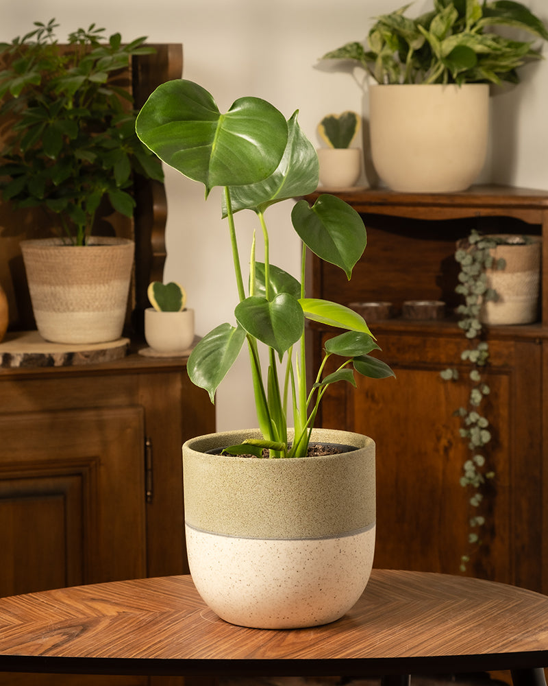 Monstera deliciosa | Fensterblatt