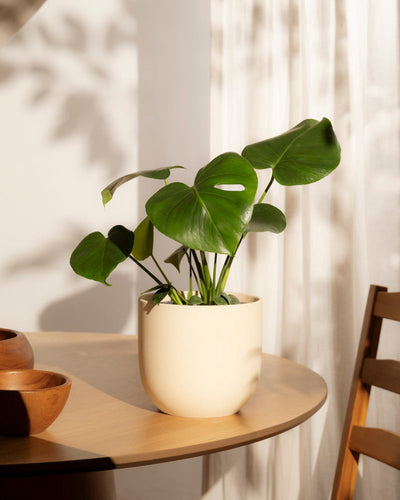 Eine Monstera - feey mit großen grünen Blättern steht auf einem hellen Holztisch in der Nähe eines Fensters mit weißen Vorhängen. Das Sonnenlicht wirft weiche Schatten, die diese schöne Pflanze hervorheben und dem Raum Ruhe verleihen.