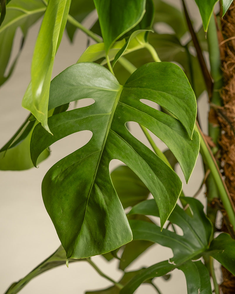 Nahaufnahme eines Blattes einer Monstera XL.