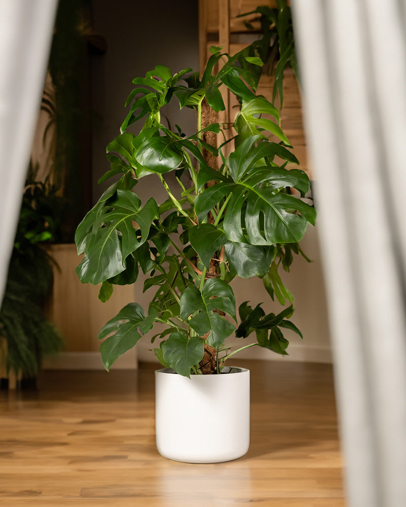 Eine Monstera XL in einem weißen Topf steht in einem Wohnzimmer.