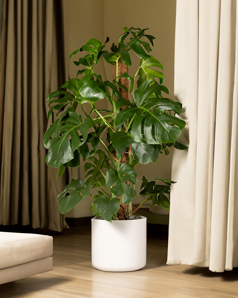 Eine Monstera XL in einem weißen Topf steht in einem modernen Wohnzimmer.