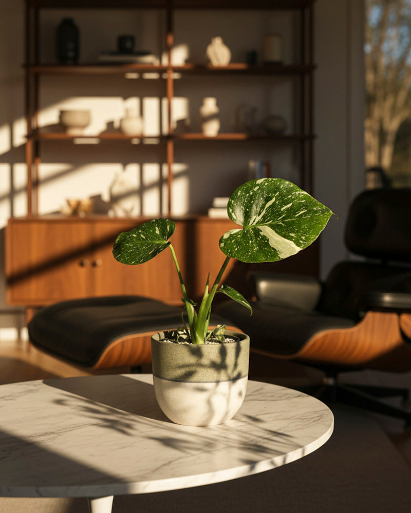Eine Monstera 'Thai Constellation' - feey steht auf einem runden weißen Marmortisch in einem sonnendurchfluteten modernen Wohnzimmer, mit Holzregalen, einem Sessel und Fensterschatten im Hintergrund.