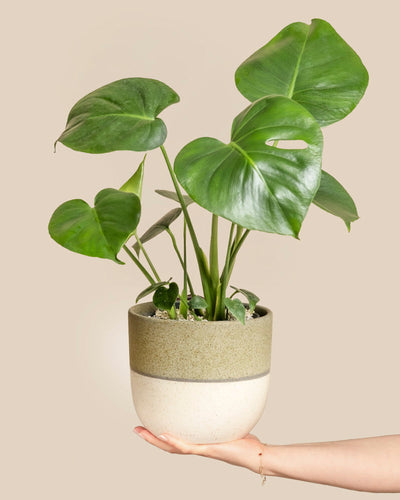 Eine Hand hält eine getopfte Monstera - eine Fee mit großen, glänzend grünen Blättern. Die Pflanze kommt in einem stilvollen zweifarbigen Topf - unten hell und oben olivgrün - vor einem beigen Hintergrund, ideal für Zimmerpflanzen-Fans.