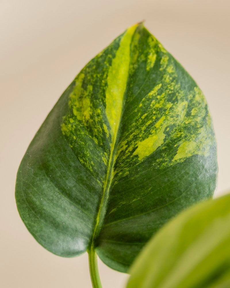 Monstera 'Aurea' | Rarität