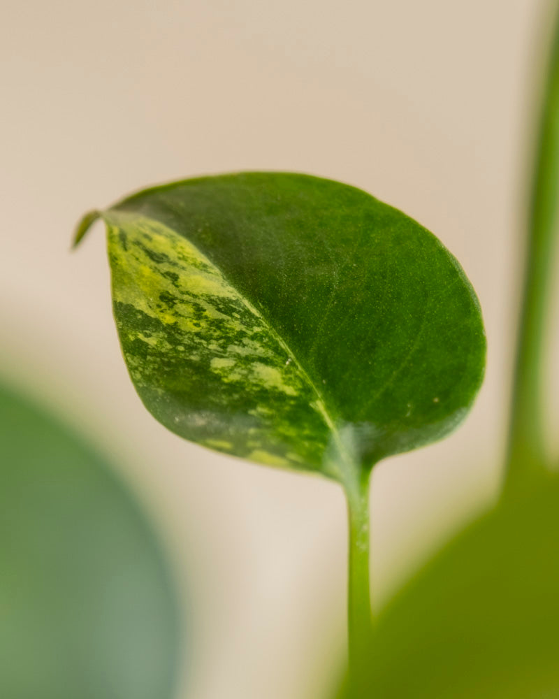 Monstera 'Aurea' | Rarität