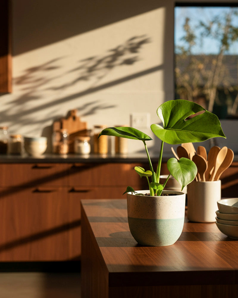 Eine kleine Monstera 'Cheesy' - Fee mit leuchtend grünen Blättern sitzt auf einer hölzernen Küchentheke im warmen Sonnenlicht, mit hölzernen Utensilien, gestapelten Schüsseln und Küchenutensilien, die im Hintergrund sanft verschwimmen.