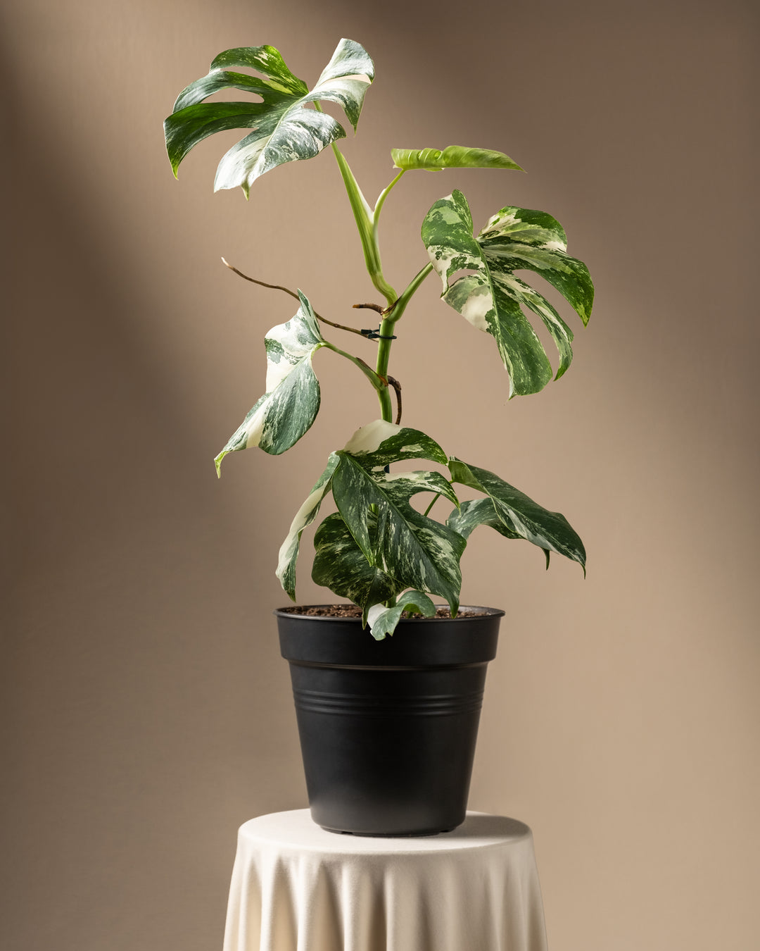 Monstera variegata