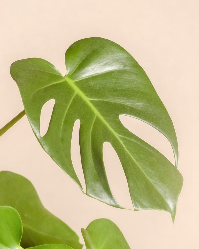 Nahaufnahme einer einzelnen Monstera - feey-Pflanze mit natürlichen Rissen und Löchern vor einem schlichten, hellbeigen Hintergrund.