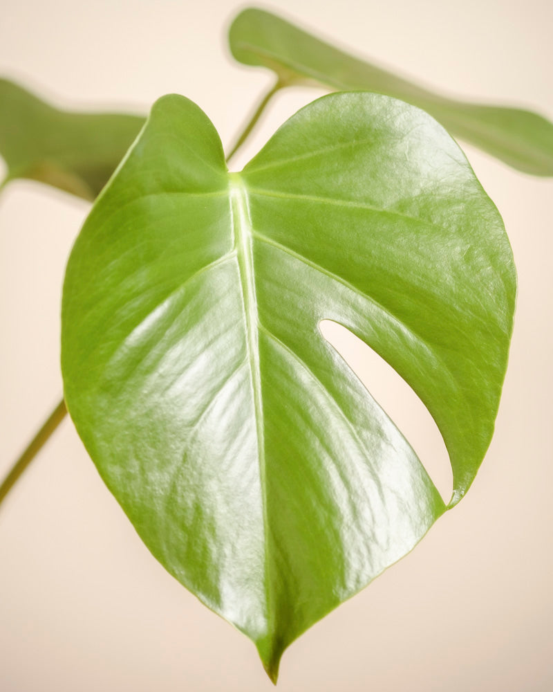 Ein glänzend grünes Monstera - feey Blatt mit einem natürlichen Schlitz ist in Nahaufnahme vor einem weichen beigen Hintergrund zu sehen, während andere Blätter von Zimmerpflanzen in der Ferne verschwommen erscheinen.