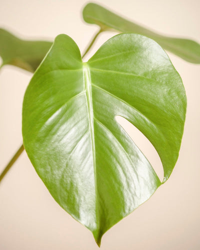 Ein glänzend grünes Monstera - feey Blatt mit einem natürlichen Schlitz ist in Nahaufnahme vor einem weichen beigen Hintergrund zu sehen, während andere Blätter von Zimmerpflanzen in der Ferne verschwommen erscheinen.