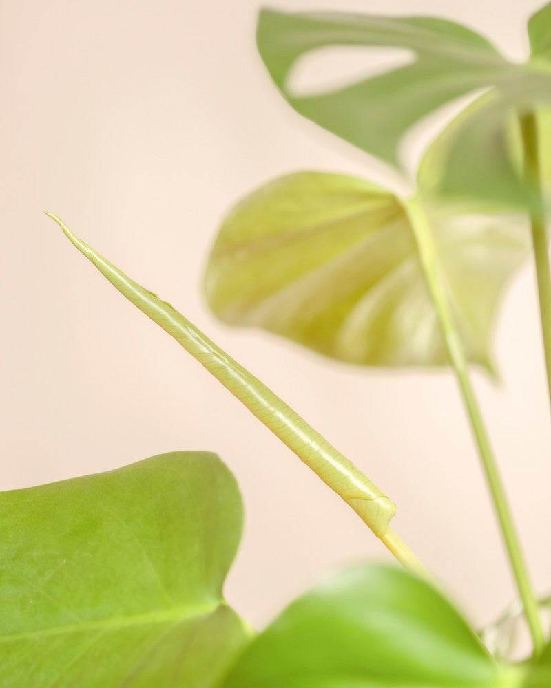Nahaufnahme eines frischen, hellgrünen Blattes, das sich an einer Monstera - feey entfaltet, mit weich verschwommenen reifen Blättern im Hintergrund vor einem neutralen beigen Hintergrund.