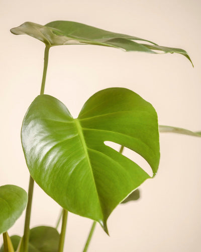 Eine Nahaufnahme von Monstera - feey zeigt ein großes, glänzend grünes Blatt mit natürlicher Spaltung. Der weiche beigefarbene Hintergrund unterstreicht die Textur und Form dieses auffälligen Zimmerpflanzen-Favoriten.
