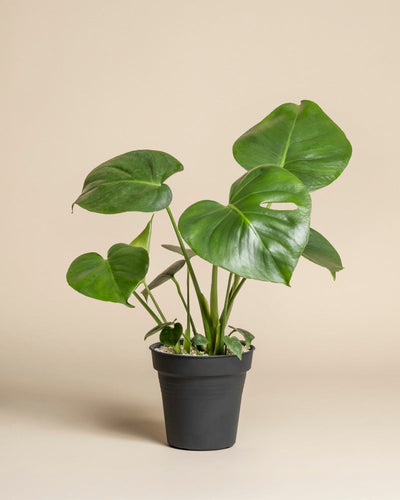 Eine Monstera - feey sitzt in einem einfachen schwarzen Topf vor einem schlichten beigen Hintergrund. Ihre großen, glänzenden Blätter mit Spaltöffnungen machen sie zu einem auffälligen Zimmerpflanzen-Akzent.