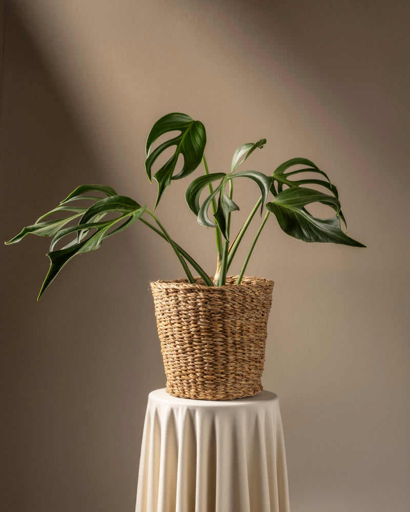 monstera burle marx flame pflege Maranta 'Light Veins'